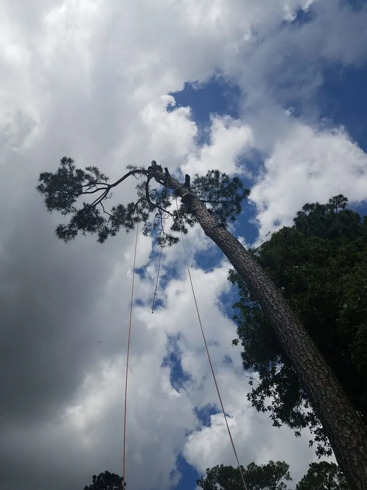 Expert yard cleanup service for residential properties in Dickinson, TX by Boni Tree Service & Stump Grinding