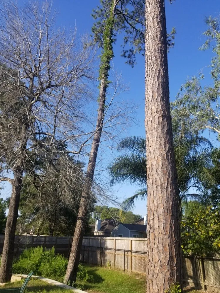 Expert yard maintenance experts serving Dickinson, TX - Boni Tree Service & Stump Grinding