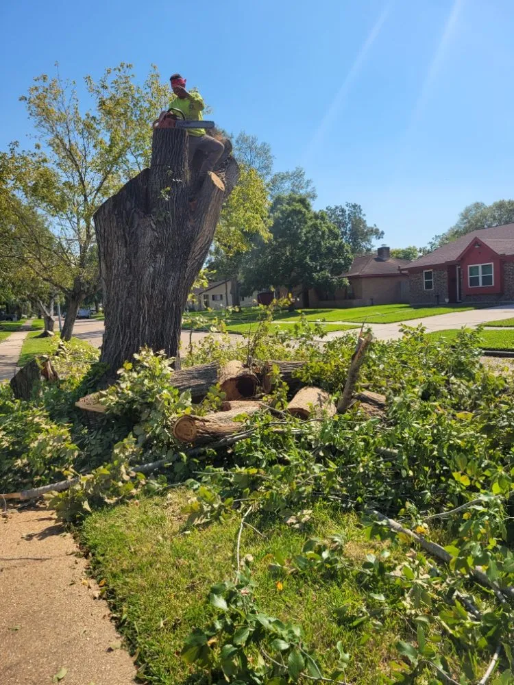 Top-rated lawn care service experts serving Dickinson, TX - Boni Tree Service & Stump Grinding