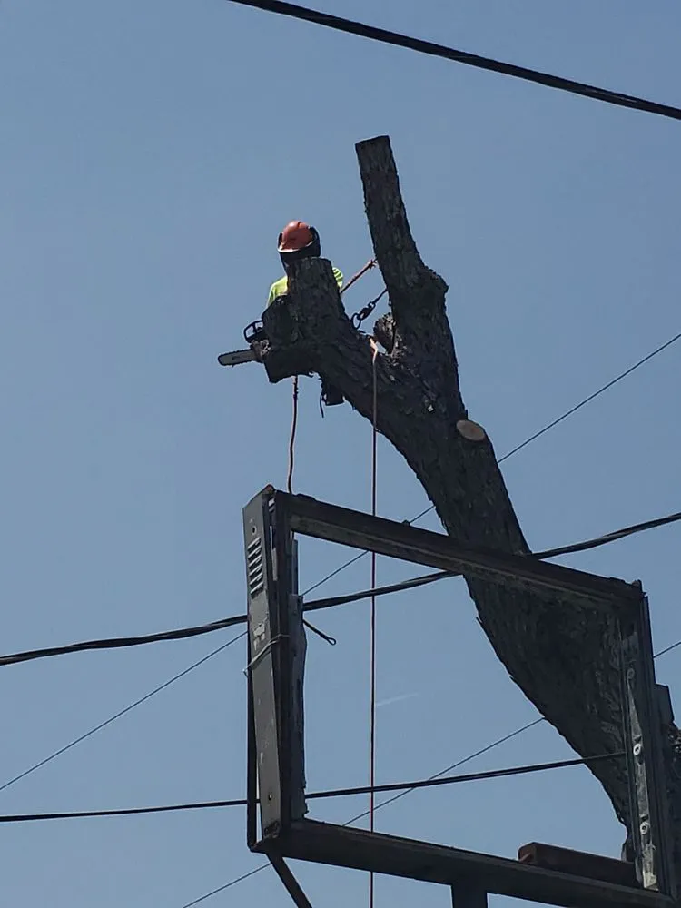 Custom landscaping services in Dickinson, TX - Boni Tree Service & Stump Grinding