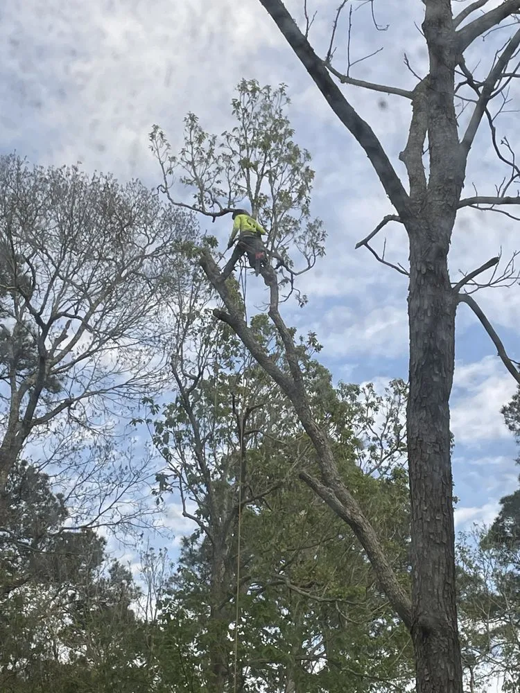 Top-rated landscape design in Dickinson, TX by Boni Tree Service & Stump Grinding