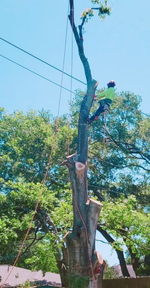 Reliable landscaping services in Dickinson, TX by Boni Tree Service & Stump Grinding