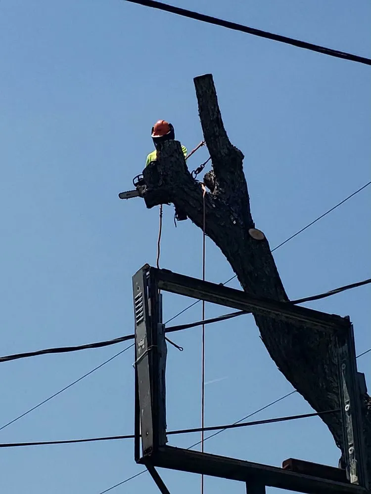 Custom landscape design experts serving Dickinson, TX - Boni Tree Service & Stump Grinding