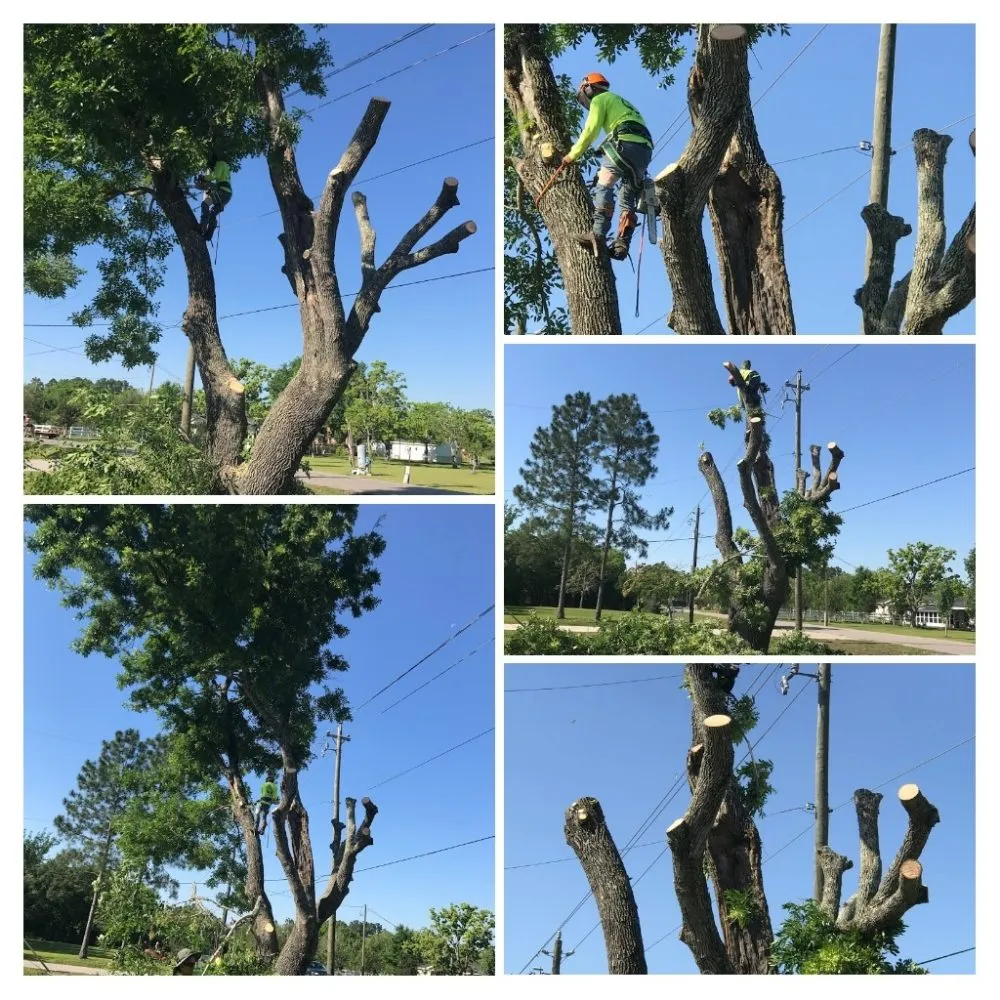 Local residential landscaping in Dickinson, TX by Boni Tree Service & Stump Grinding