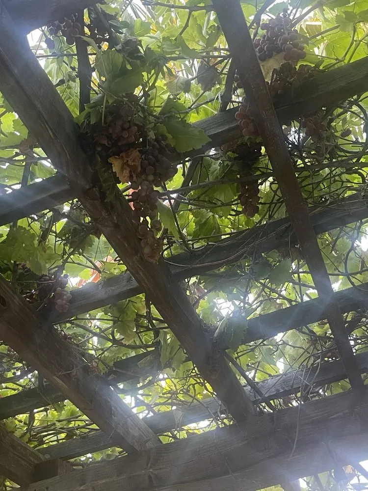 Top-rated outdoor landscaping with custom design in Orange, CA by Bonico Landscapes