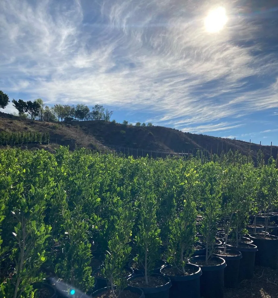 Expert lawn care service for residential properties in Camarillo, CA by Bonilla Nurseries