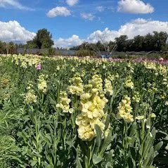 Top-rated lawn mowing service near you in Camarillo, CA by Bonilla Nurseries