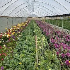 Trusted lawn mowing service experts serving Camarillo, CA - Bonilla Nurseries