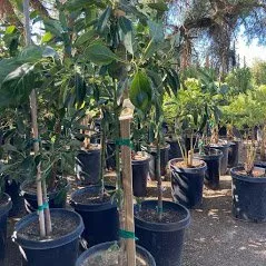 Custom lawn mowing service for beautiful yards in Camarillo, CA by Bonilla Nurseries