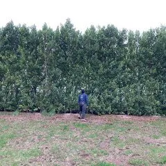 Trusted garden landscaping in Camarillo, CA - Bonilla Nurseries