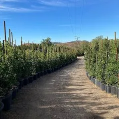 Top-rated landscaping services experts serving Camarillo, CA - Bonilla Nurseries