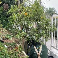 Reliable yard cleanup service for outdoor upgrades across Camarillo, CA - Bonilla Nurseries