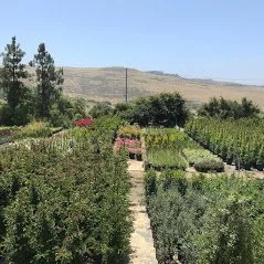 Reliable yard cleanup service experts serving Camarillo, CA - Bonilla Nurseries