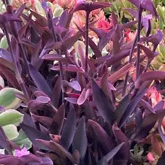 Custom landscaping services for year-round maintenance across Camarillo, CA - Bonilla Nurseries