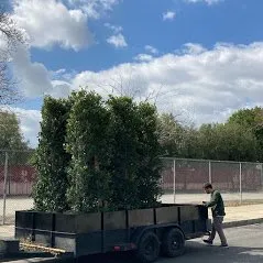 Affordable residential landscaping in Camarillo, CA - Bonilla Nurseries