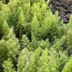 Custom yard cleanup service in Camarillo, CA by Bonilla Nurseries