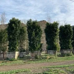 Professional yard cleanup service in Camarillo, CA by Bonilla Nurseries