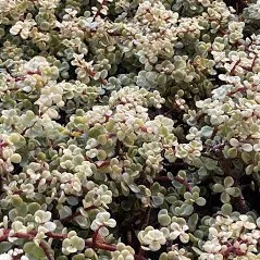 Affordable landscape design for outdoor upgrades across Camarillo, CA - Bonilla Nurseries