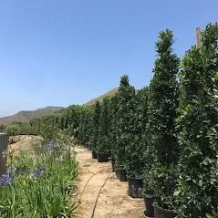 Trusted yard maintenance in Camarillo, CA - Bonilla Nurseries