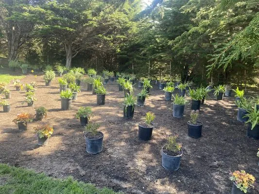 Bonillas Hauling Services