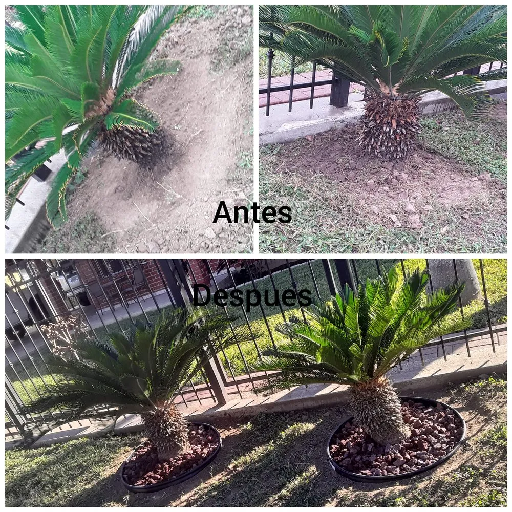 Affordable yard cleanup service for year-round maintenance across Mission, TX - Bonilla's Landscaping