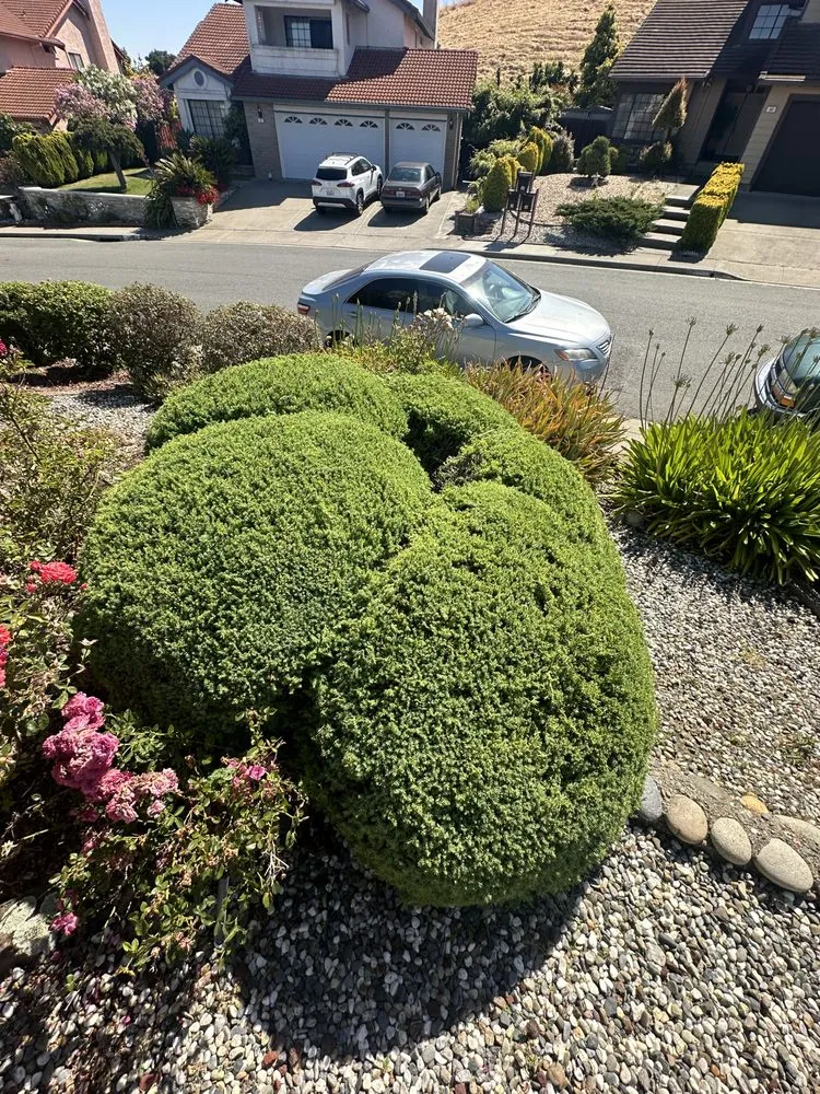 Professional landscape installation for homes across Rodeo, CA - Bonillas Landscaping