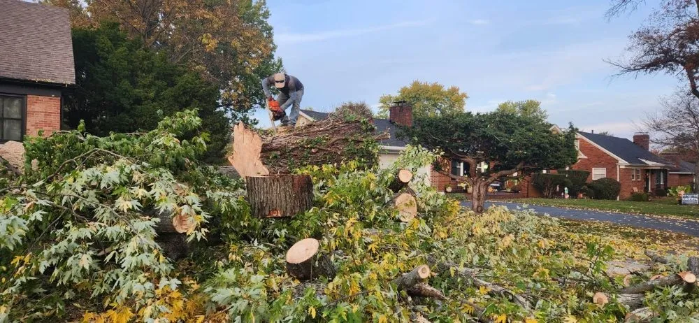 Top-rated yard cleanup service for outdoor upgrades in Lexington-Fayette, KY by Bonita Lawn and Tree Service