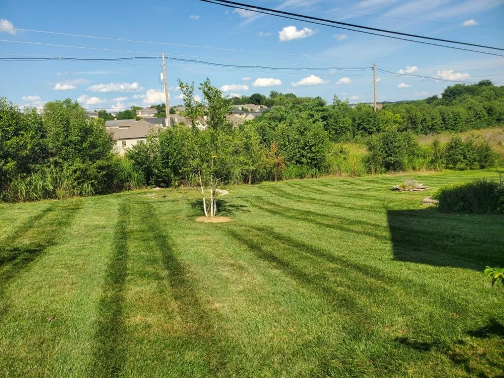 Expert yard cleanup service in Lexington-Fayette, KY by Bonita Lawn and Tree Service
