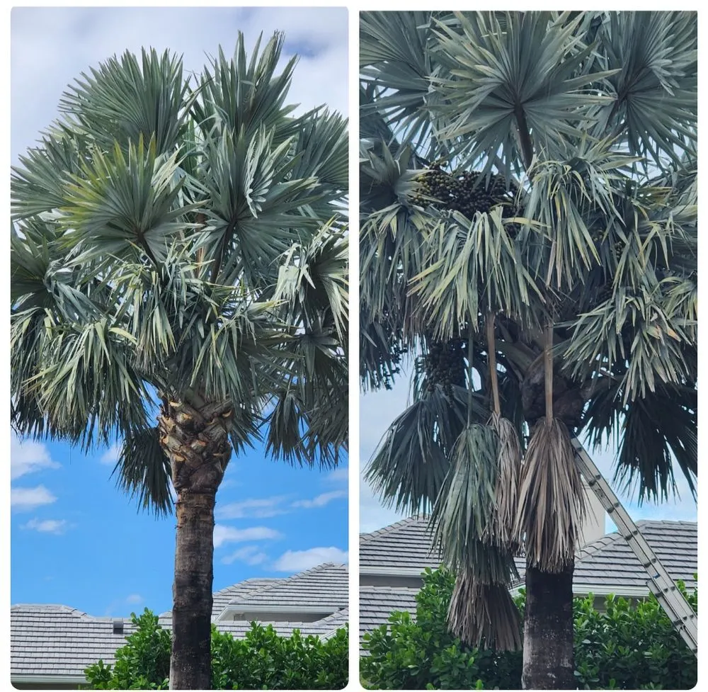 Professional yard maintenance experts serving Bonita Springs, FL - Bonita Lawn Care