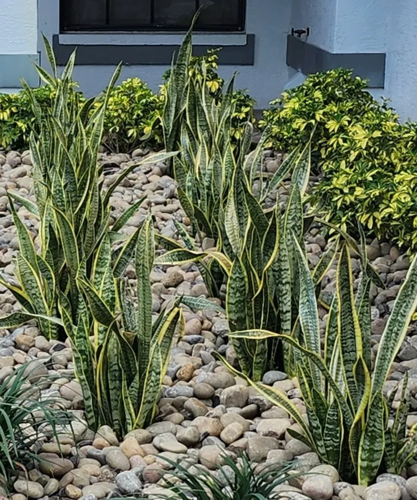 Custom outdoor landscaping for homes in Bonita Springs, FL by Bonita Lawn Care