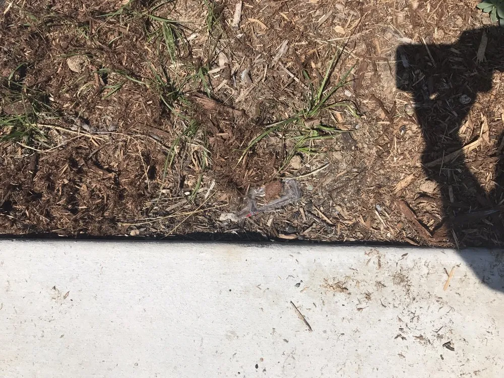 Local outdoor landscaping experts serving National City, CA - Bonita Valley Landscape