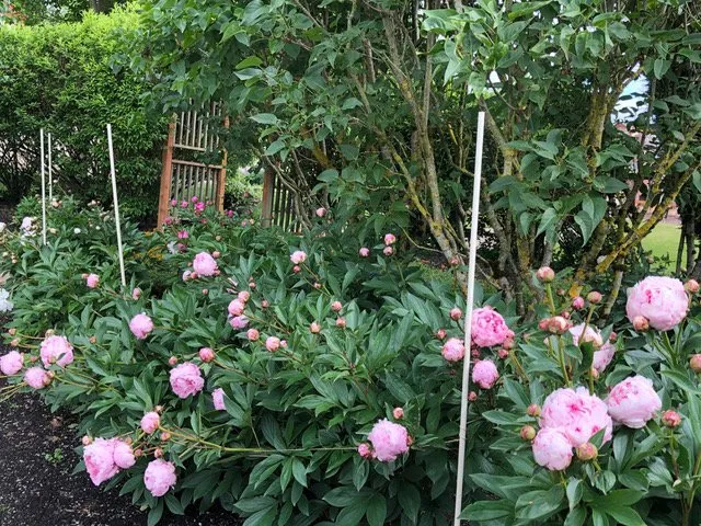 Expert landscaping services in Buckley, WA - Bonney Lake Landscapes