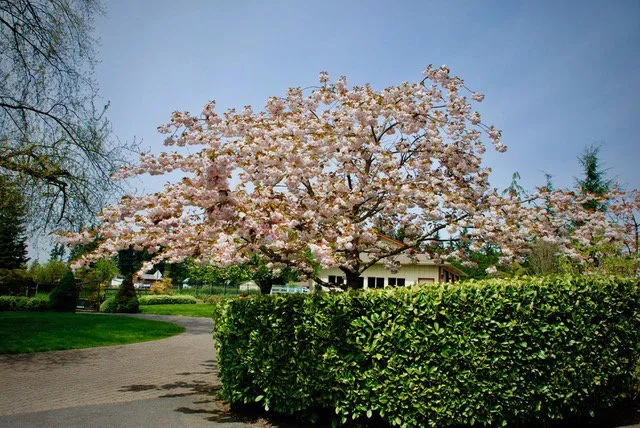 Custom garden landscaping with custom design across Buckley, WA - Bonney Lake Landscapes