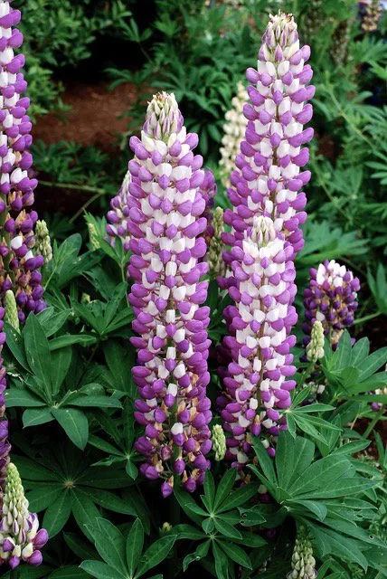 Reliable outdoor landscaping in Buckley, WA by Bonney Lake Landscapes