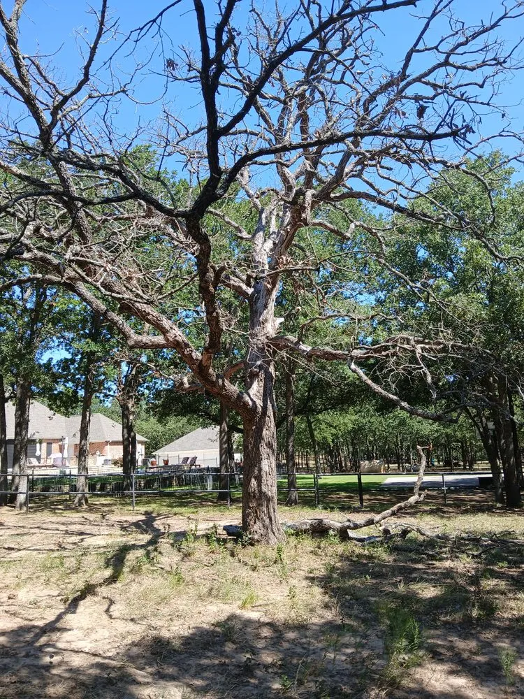 Local residential landscaping experts serving Ponder, TX - Bonnies Lawn And Tree