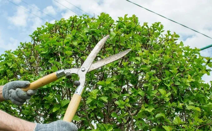 Affordable yard maintenance experts serving Houston, TX - Bonsai
