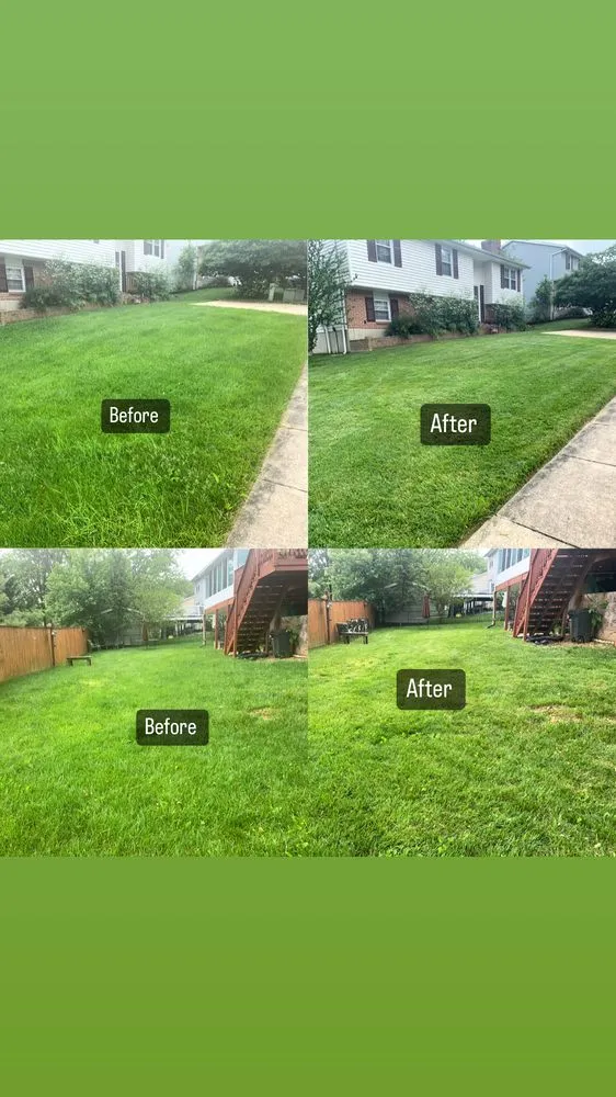 Reliable yard cleanup service with custom design across Baltimore, MD - Boo Boo Moving & Hauling