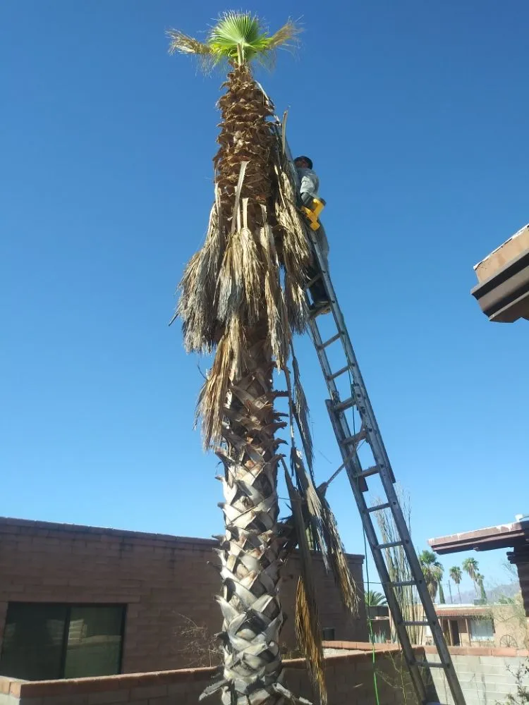 Affordable landscaping services in Tucson, AZ by BooBoo's Landcare