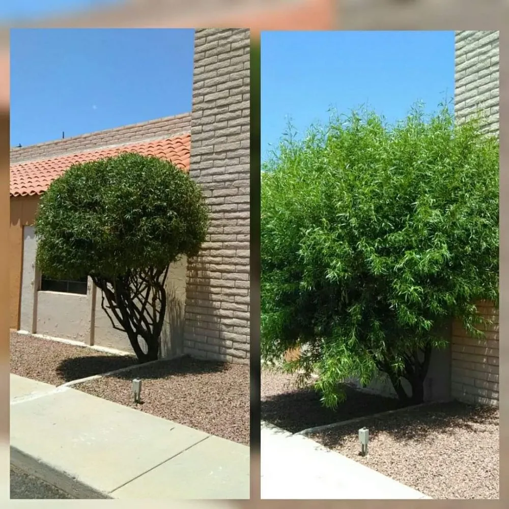 Local residential landscaping near you across Tucson, AZ - BooBoo's Landcare