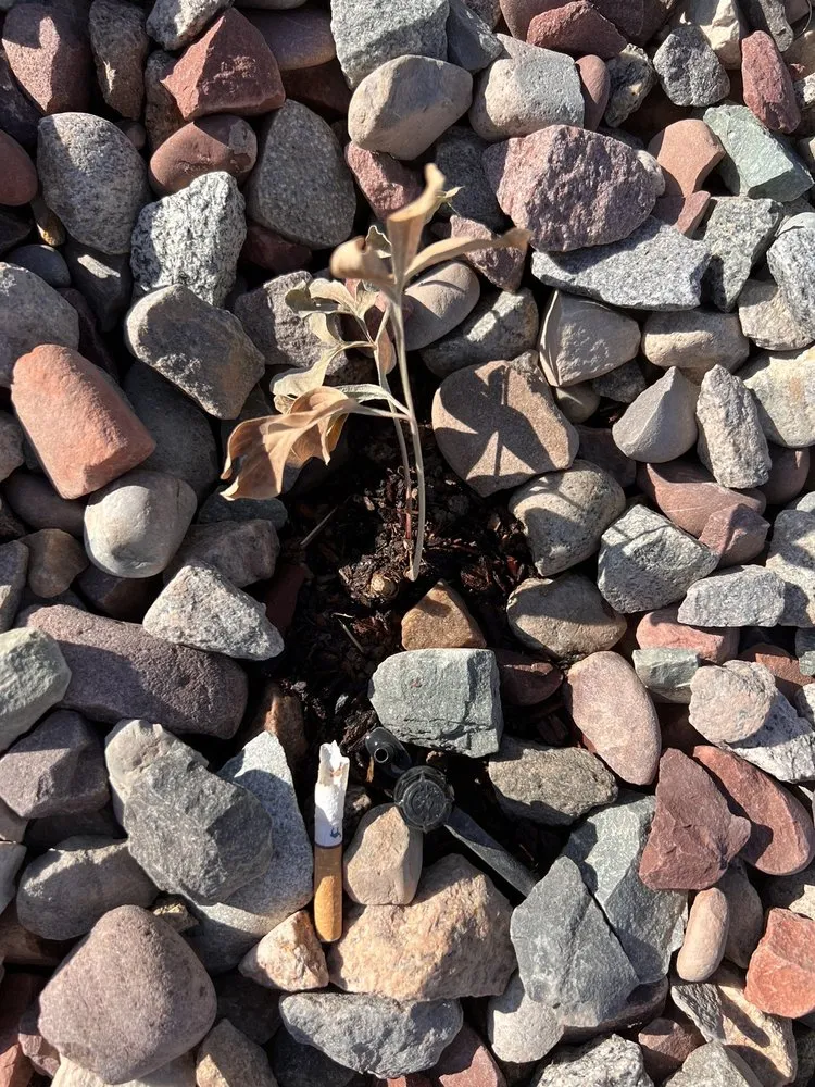 Affordable landscaping services for beautiful yards across Grand Junction, CO - Bookcliff Gardens