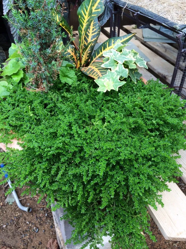 Reliable lawn care service near you across Grand Junction, CO - Bookcliff Gardens