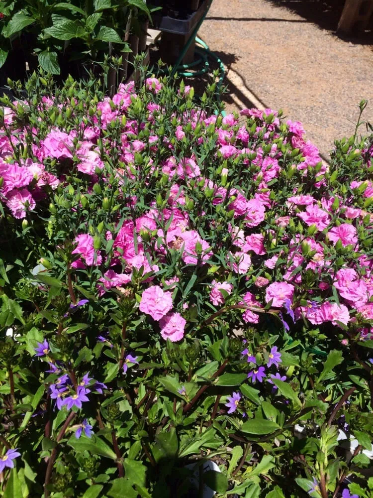 Trusted landscape design for beautiful yards across Grand Junction, CO - Bookcliff Gardens