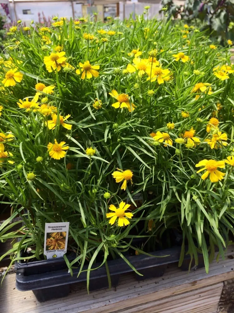 Professional residential landscaping in Grand Junction, CO - Bookcliff Gardens