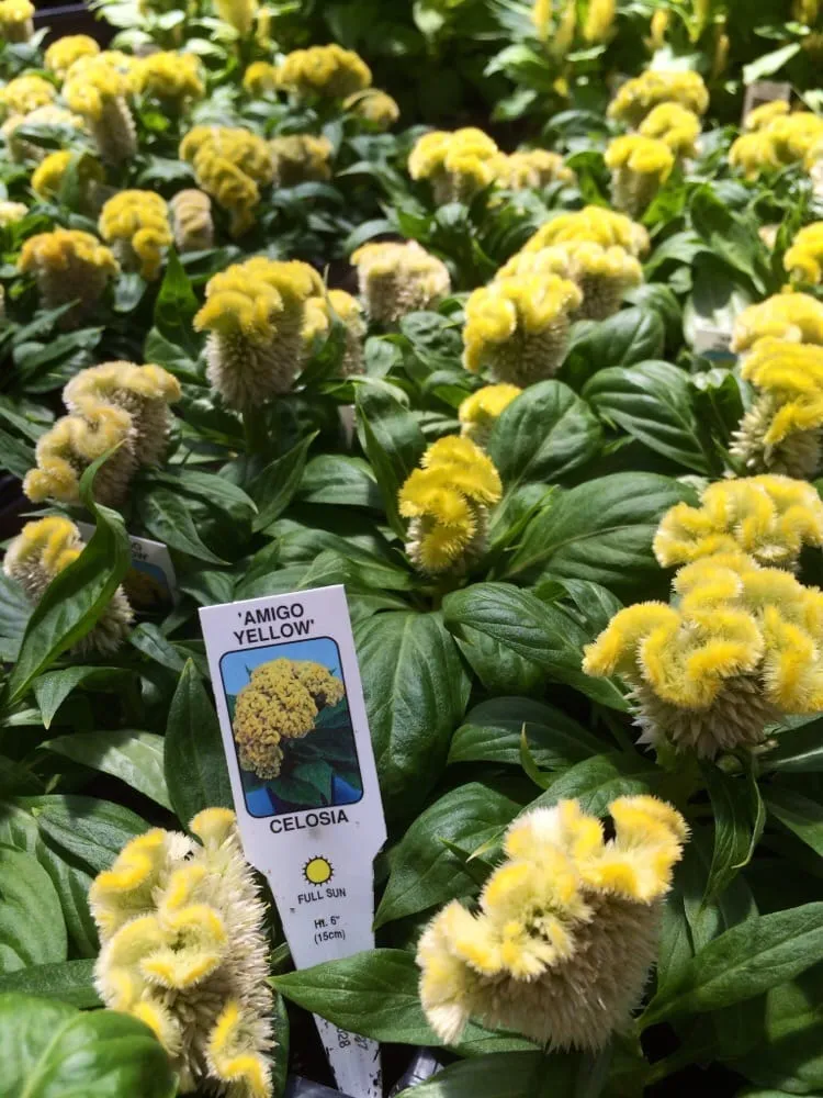 Custom landscaping services in Grand Junction, CO - Bookcliff Gardens