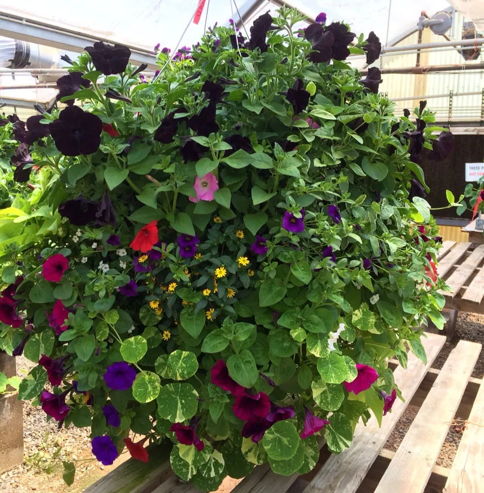 Custom garden landscaping experts serving Grand Junction, CO - Bookcliff Gardens