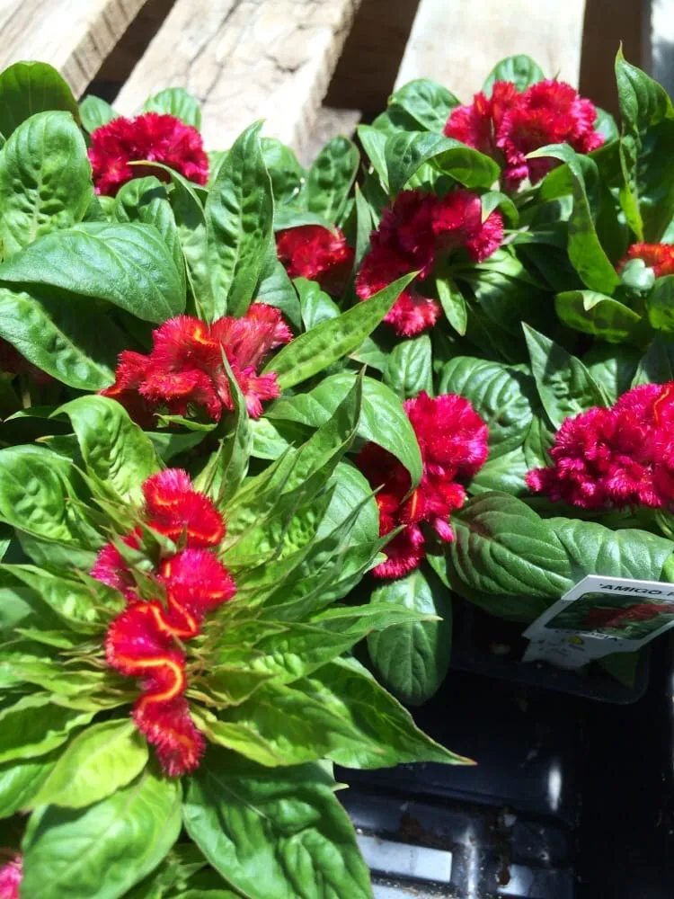 Professional residential landscaping in Grand Junction, CO by Bookcliff Gardens