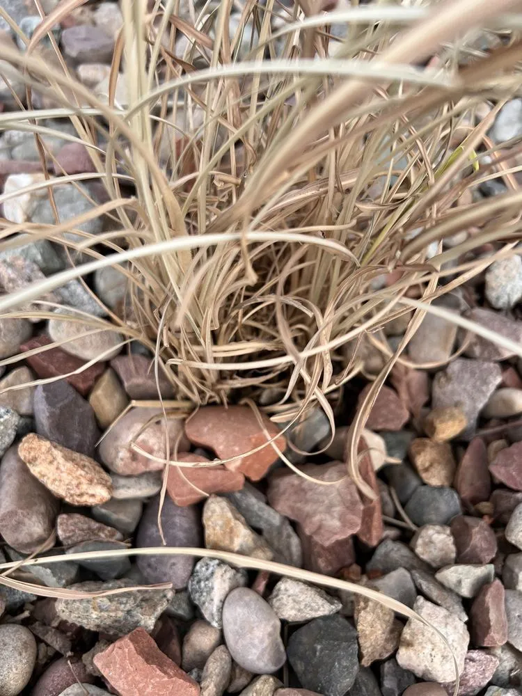 Trusted lawn mowing service in Grand Junction, CO - Bookcliff Gardens