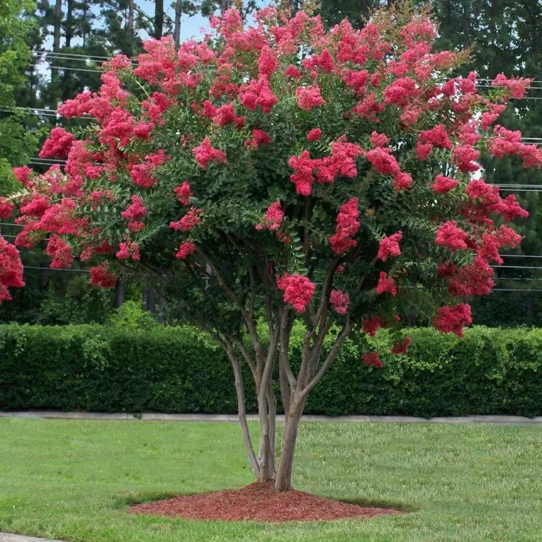 Local outdoor landscaping for beautiful yards in Atlanta, GA by Boomerang Landscaping