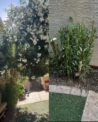 Reliable landscape design for residential properties across Phoenix, AZ - Boomin Services