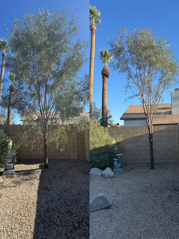 Professional yard maintenance in Phoenix, AZ - Boomin Services